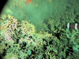 Lophelia - deep water Atlantic coral