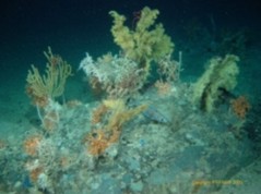 Deep sea Atlantic Coral - Lophelia