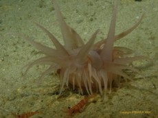Deep Sea Hairy Monster!